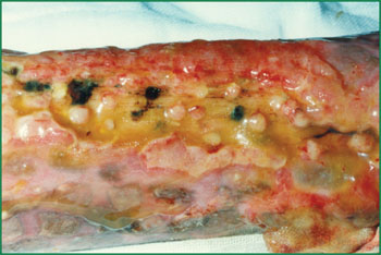 首页-BB贝博艾弗森公司官网